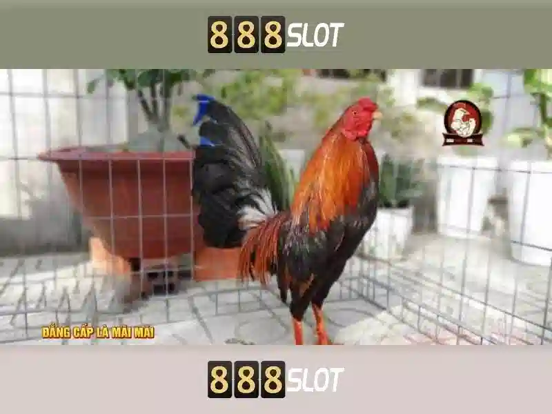 Các trò chơi và danh mục slots Các trò chơi và danh mục slots
